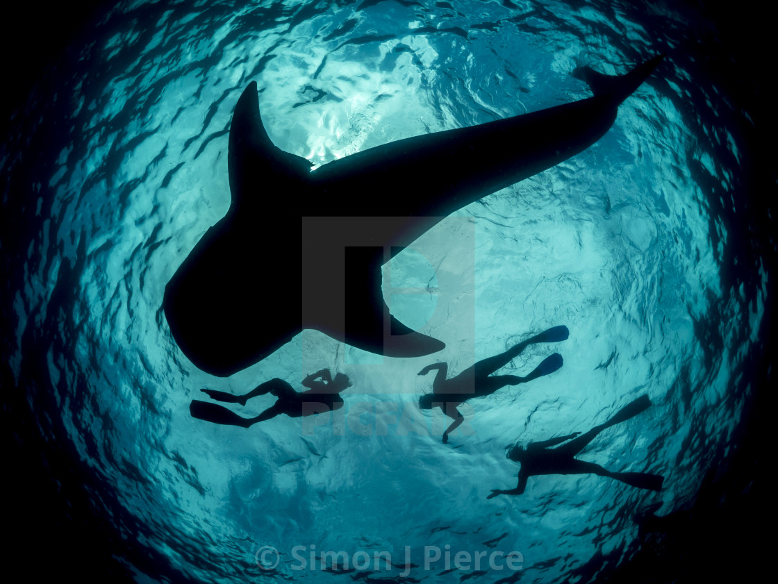 "Whale shark silhouette / outline off Mexico" stock image