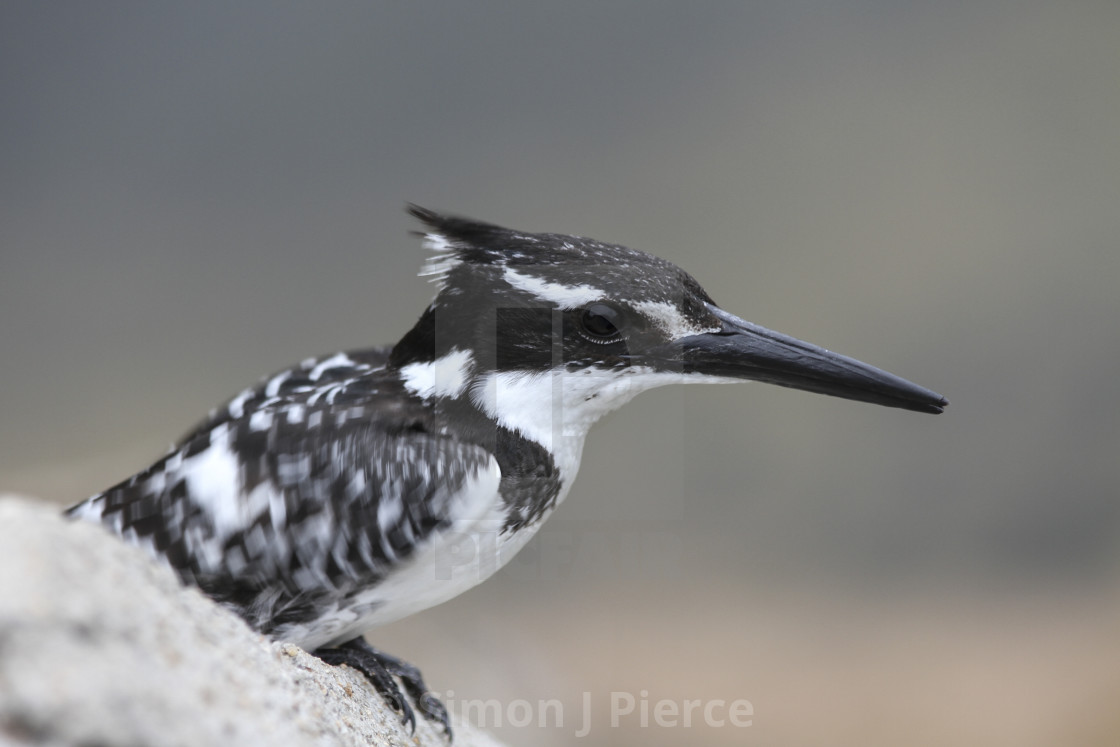 "Pied kingfisher in Kruger National Park, South Africa" stock image