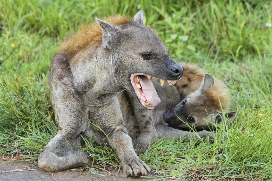 "Hyena mother and cub in Kruger National Park, South Africa" stock image