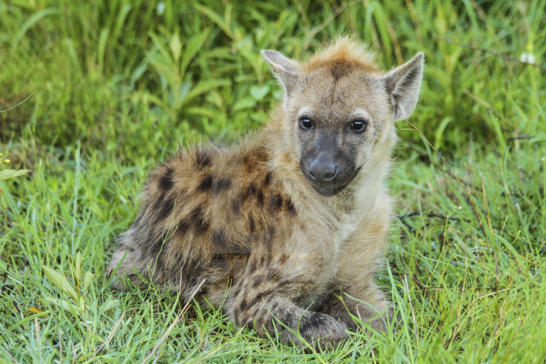 "Hyena cub in Kruger National Park, South Africa" stock image