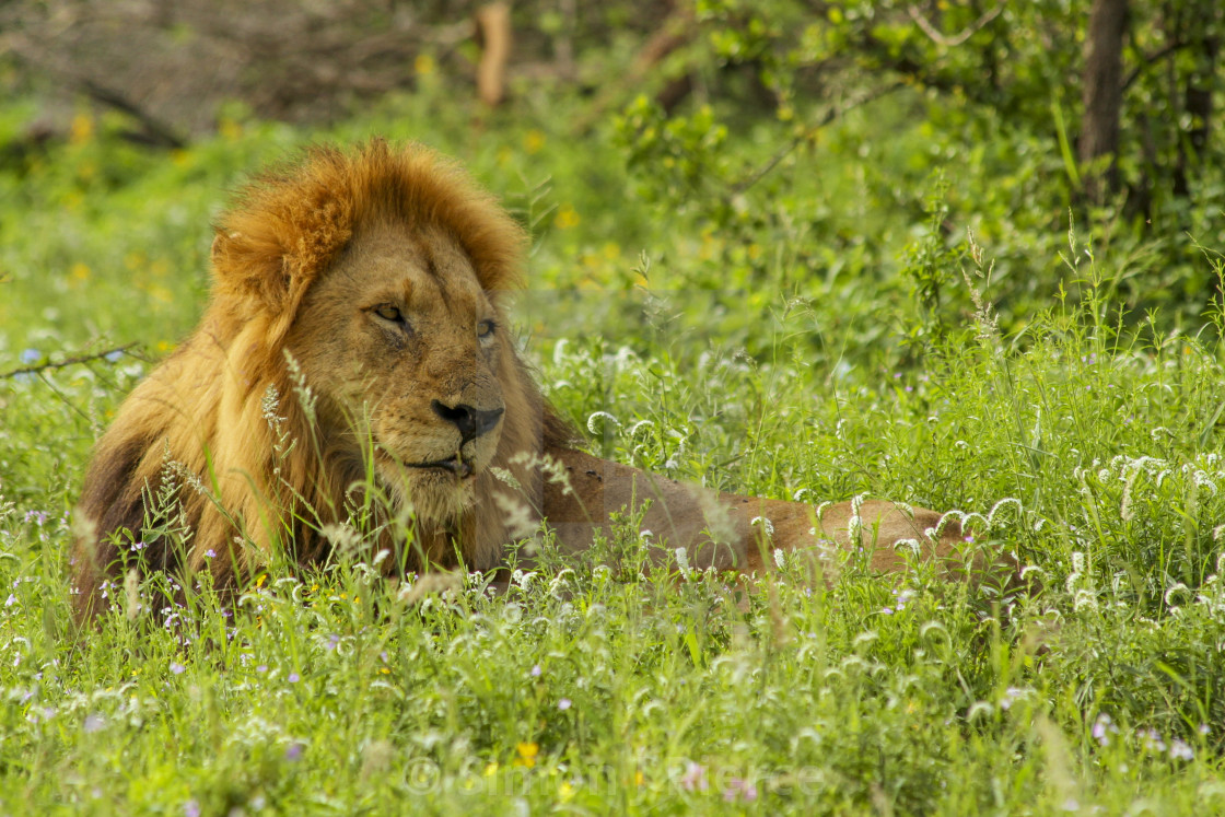 "Lion relaxing in a meadow in Kruger National Park, South Africa" stock image