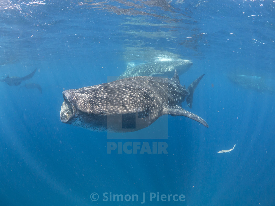 "Whale sharks and manta rays feeding together off Mexico" stock image