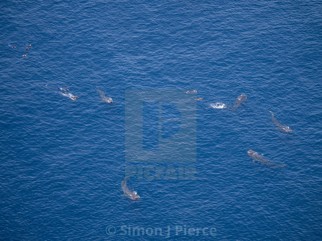 "Aerial photo of whale sharks and swimmers off Mexico" stock image