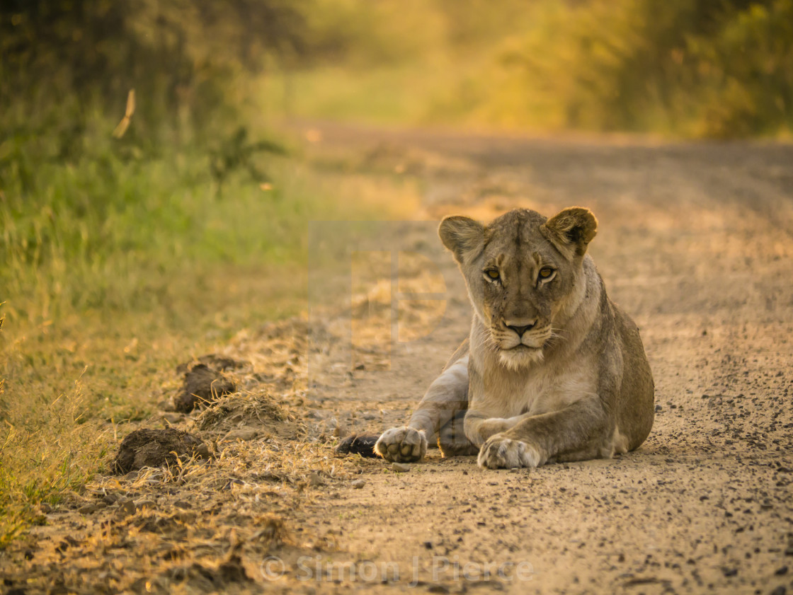 "Lioness sleeping on the road in the early morning" stock image