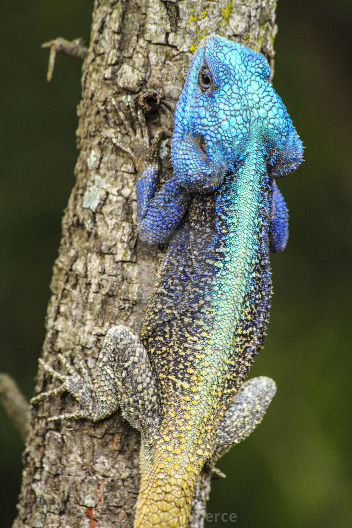 "Colourful blue-headed agama lizard in South Africa" stock image