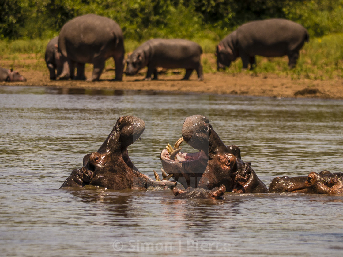 "Hippos fighting in Kruger National Park, South Africa" stock image