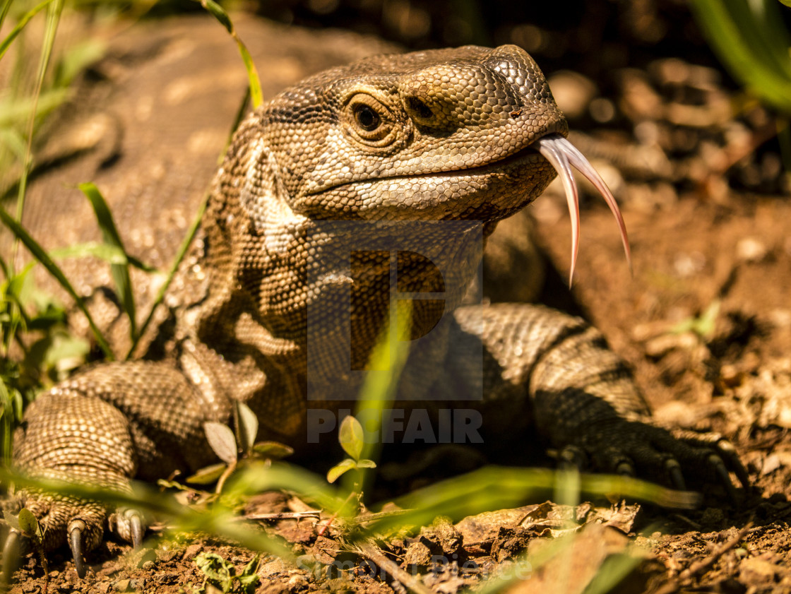 "Rock monitor lizard in Kruger National Park, South Africa" stock image