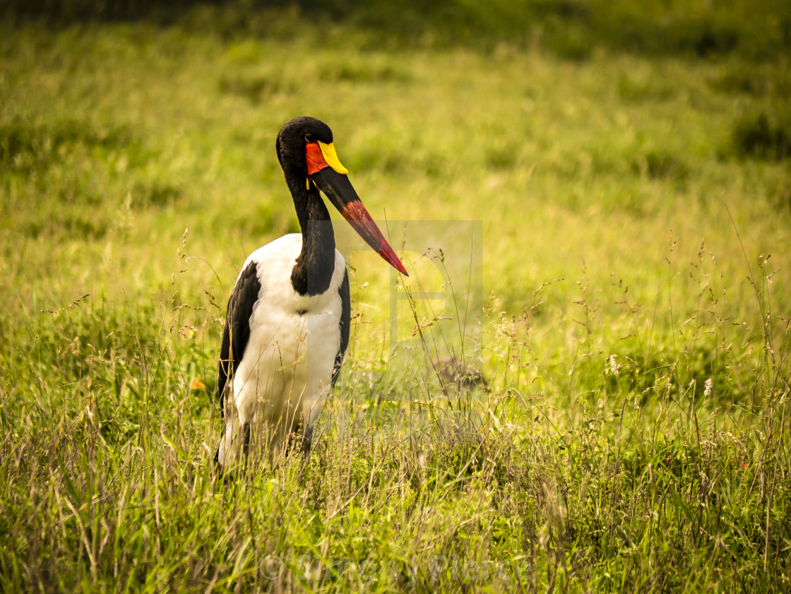 "A saddle-billed stork in the savannah, Kruger National Park, South Africa" stock image