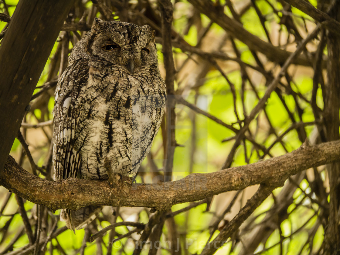 "Tiny Scopes Owl in Kruger National Park, South Africa" stock image