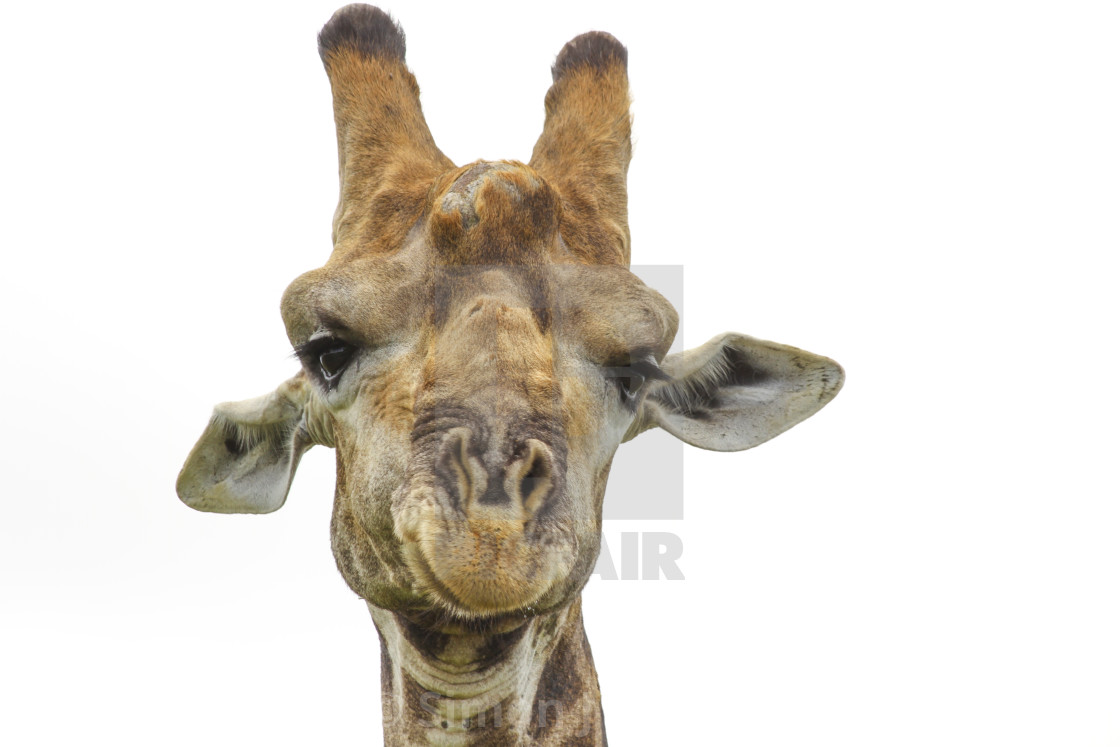 "Giraffe profile shot, Kruger National Park, South Africa" stock image