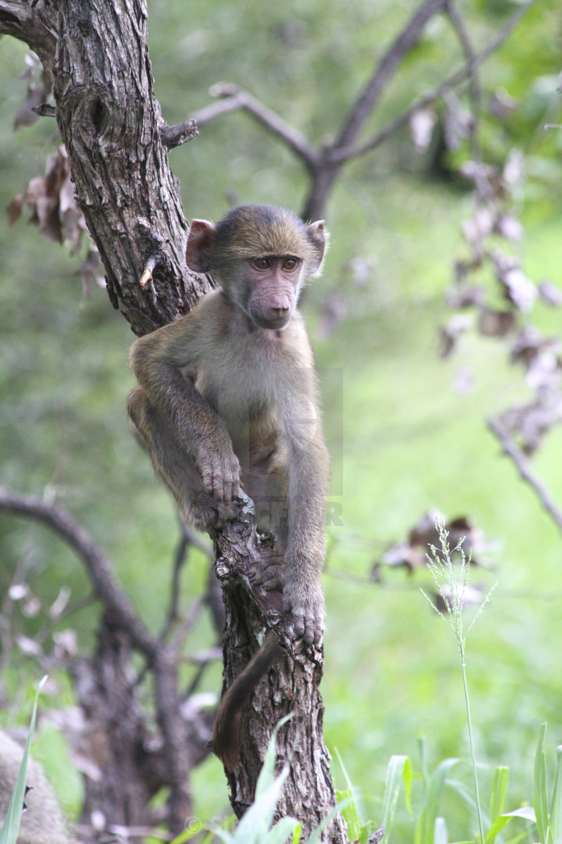 "Baby Baboon sitting in a tree, Kruger National Park, South Africa" stock image