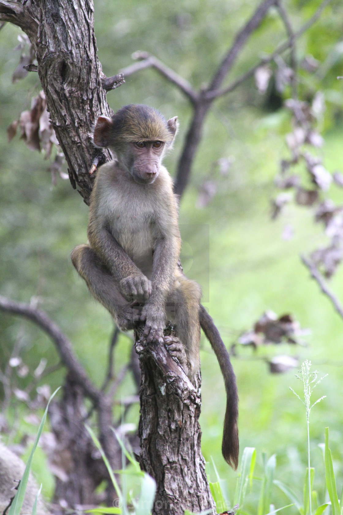 "Cute baby baboon sitting in a tree, Kruger National Park, South Africa" stock image