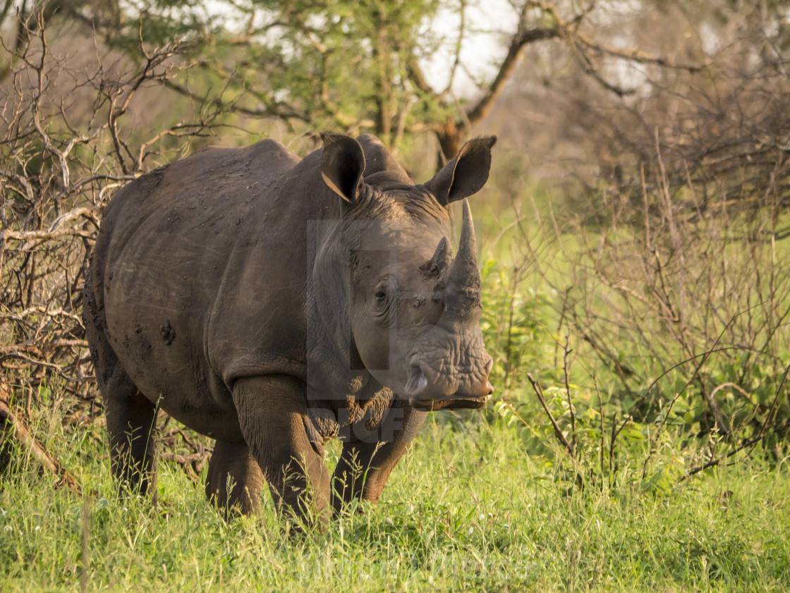 "White Rhino in Kruger National Park, South Africa" stock image