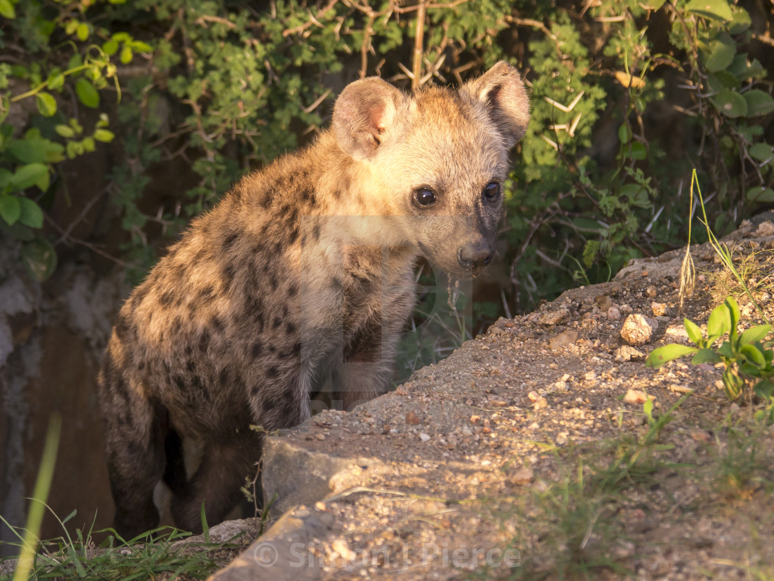 "Hyena cub emerging from den in South Africa" stock image