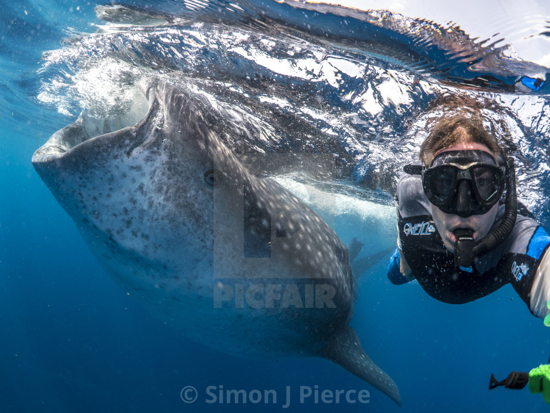 "Whale shark and swimmer off Mexico" stock image