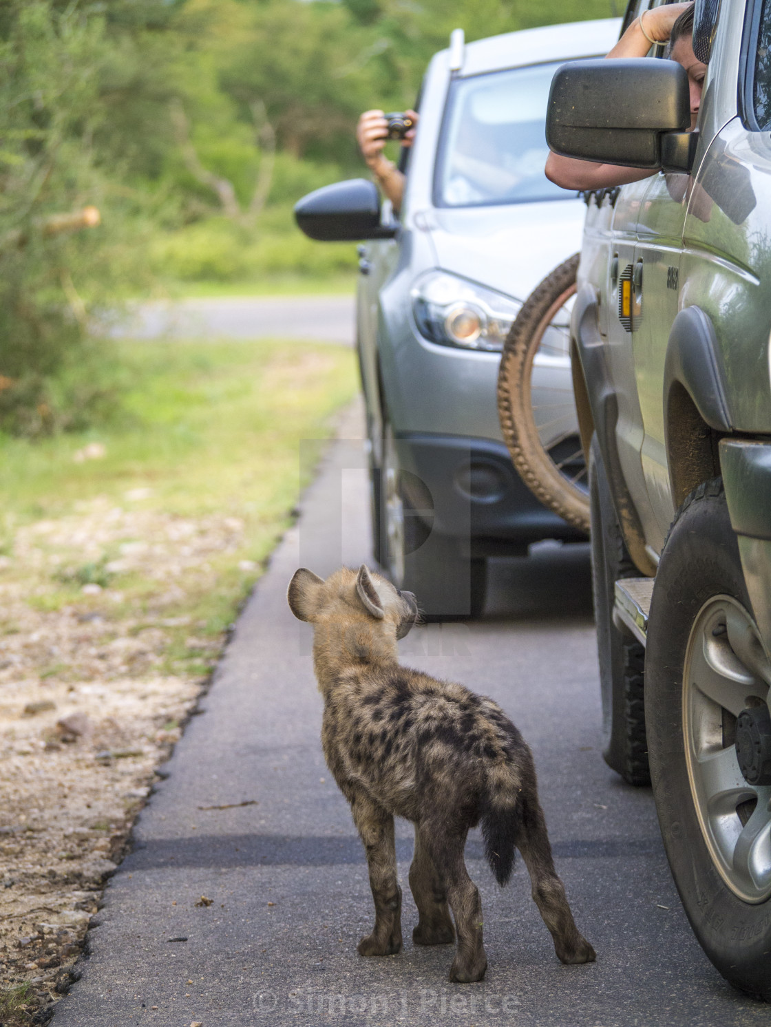 "Hyena cub inspecting cars in Kruger National Park, South Africa" stock image