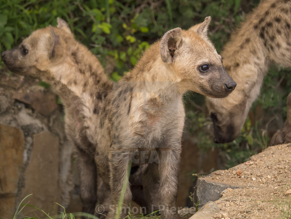 "Hyena cubs in a roadside den, South Africa" stock image