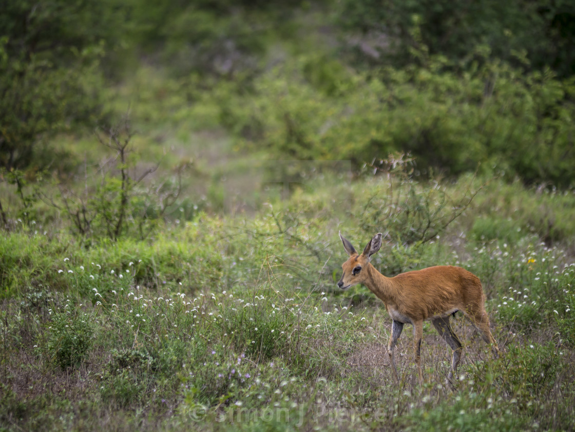 "Lone steenbok in Kruger National Park, South Africa" stock image