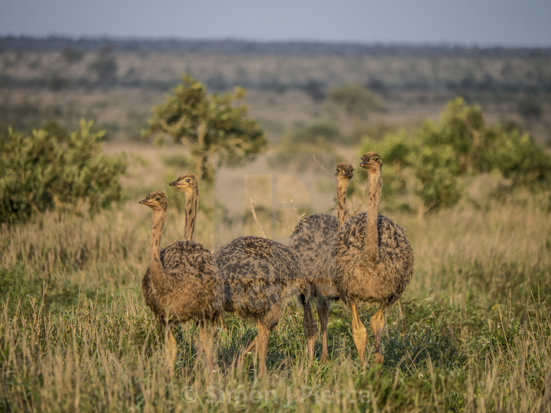 "Baby ostriches in Kruger National Park, South Africa" stock image