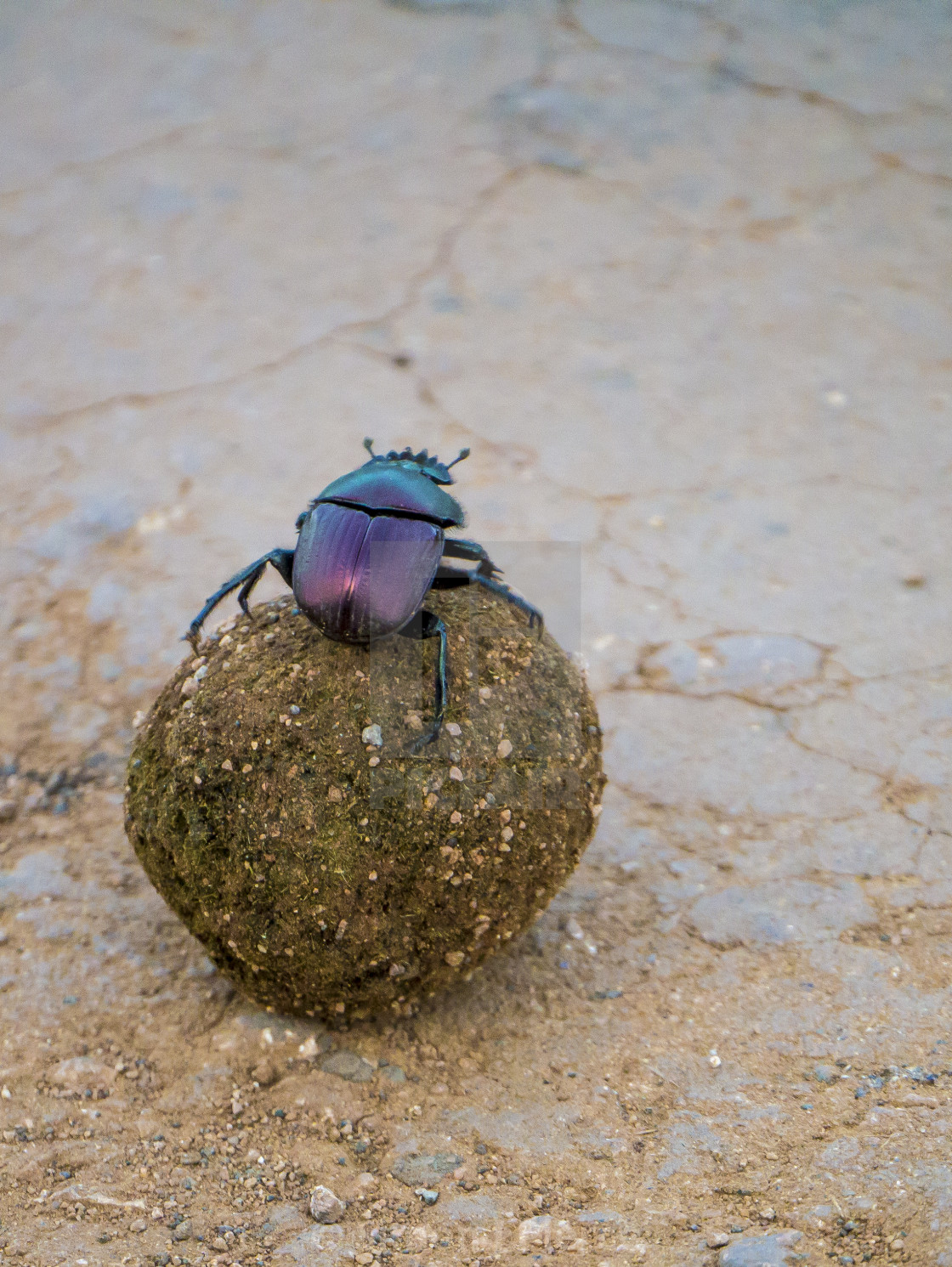 "Dung beetle rolling along in Kruger National Park, South Africa" stock image