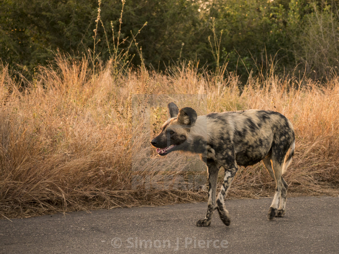 "Wild Dog on the Road in Kruger National Park" stock image