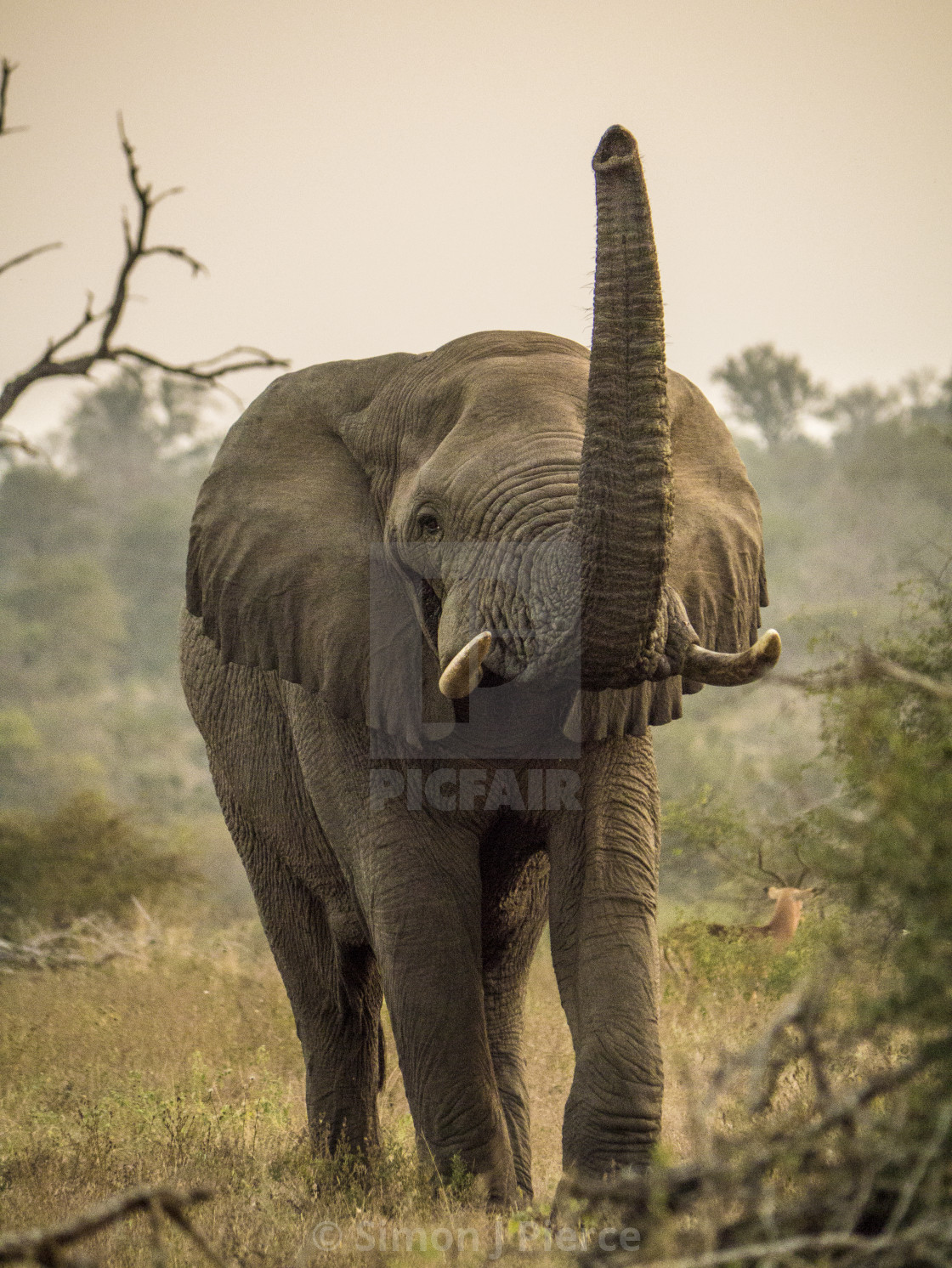 "Elephant Lifting Trunk in Kruger National Park, South Africa" stock image