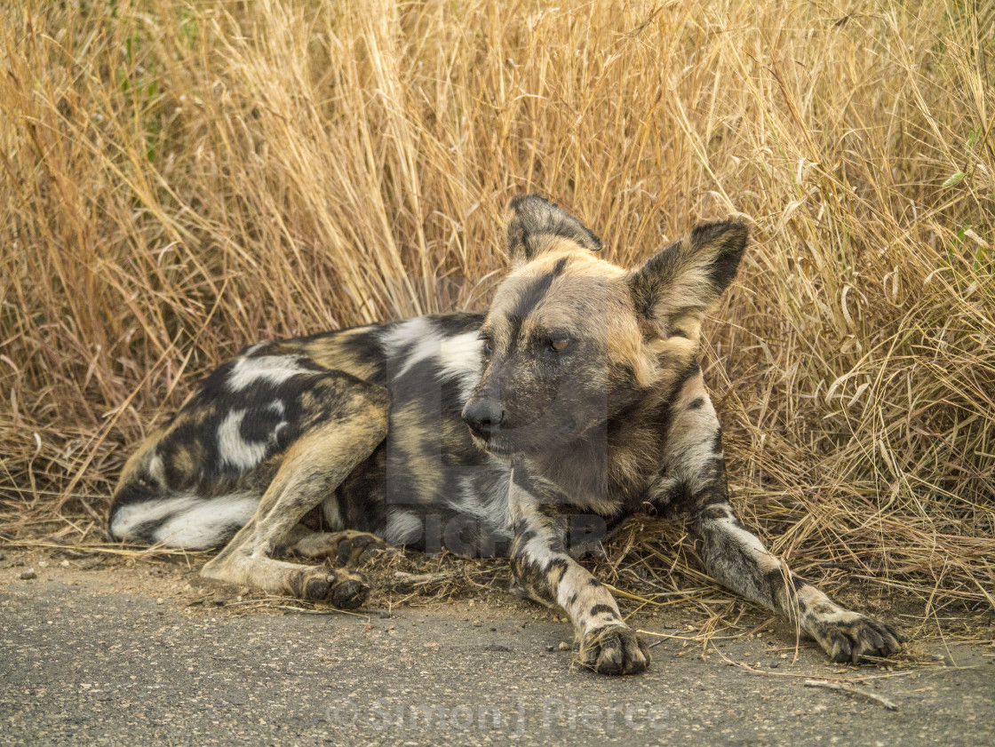 "Wild Dog on the Road in Kruger National Park" stock image