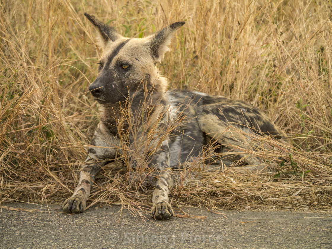 "Wild Dog on the Road in Kruger National Park" stock image