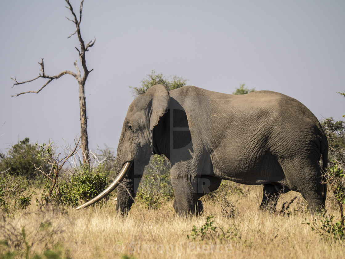 "A Huge 'Tusker' Bull Elephant in Kruger National Park, South Africa" stock image