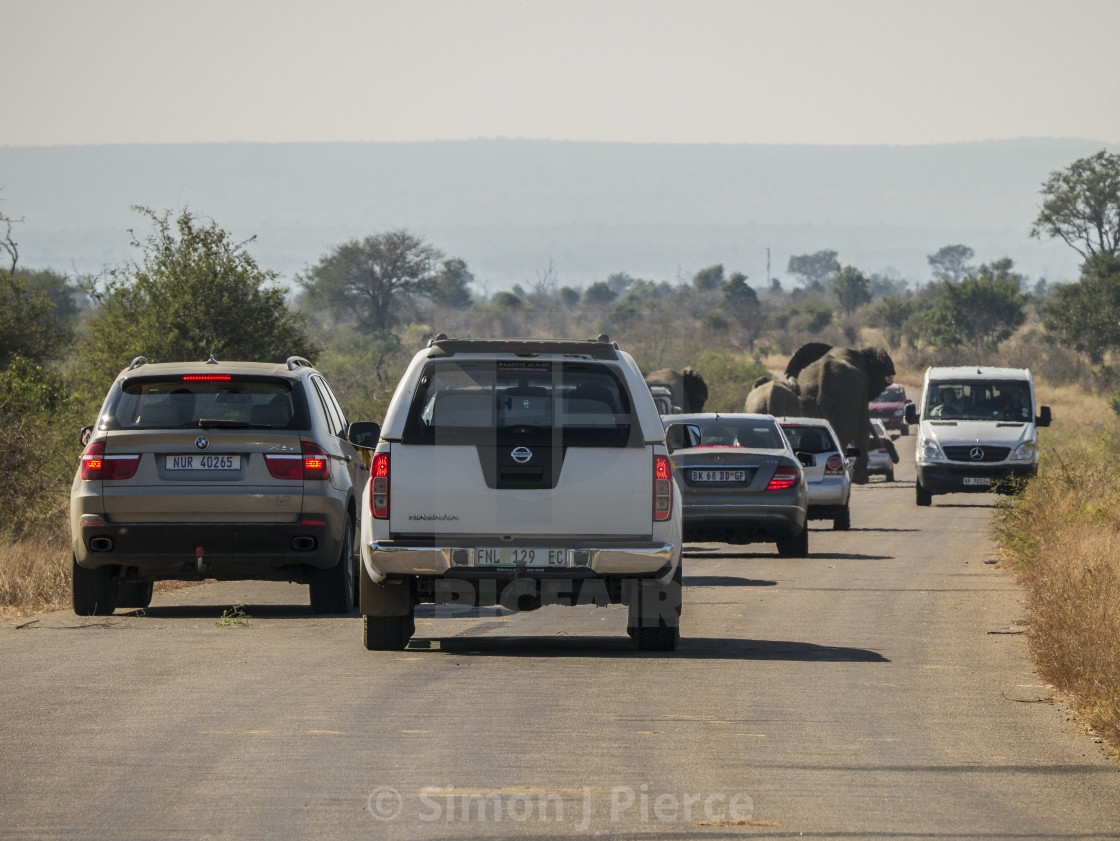 "Trouble With Tourism: An Elephant Roadblock in Kruger National Park, South Africa" stock image