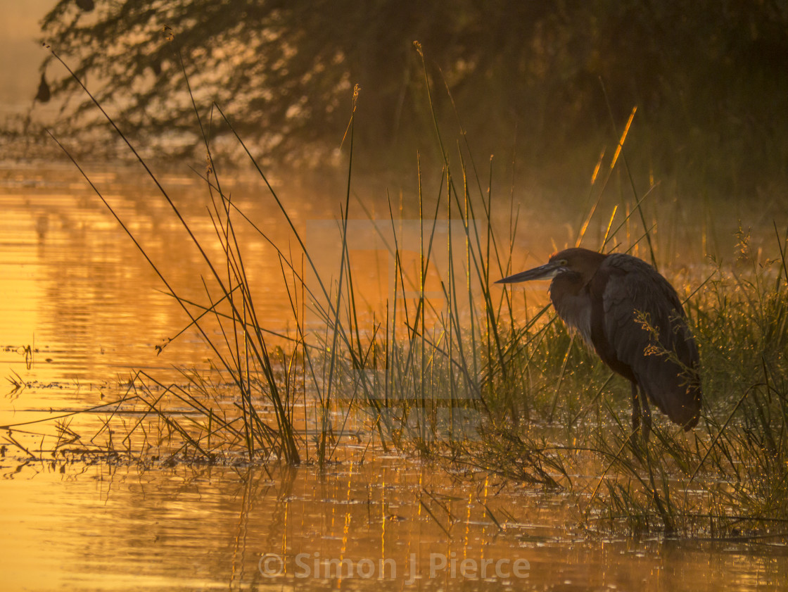 "Goliath Heron Fishing In The Early Morning Glow" stock image