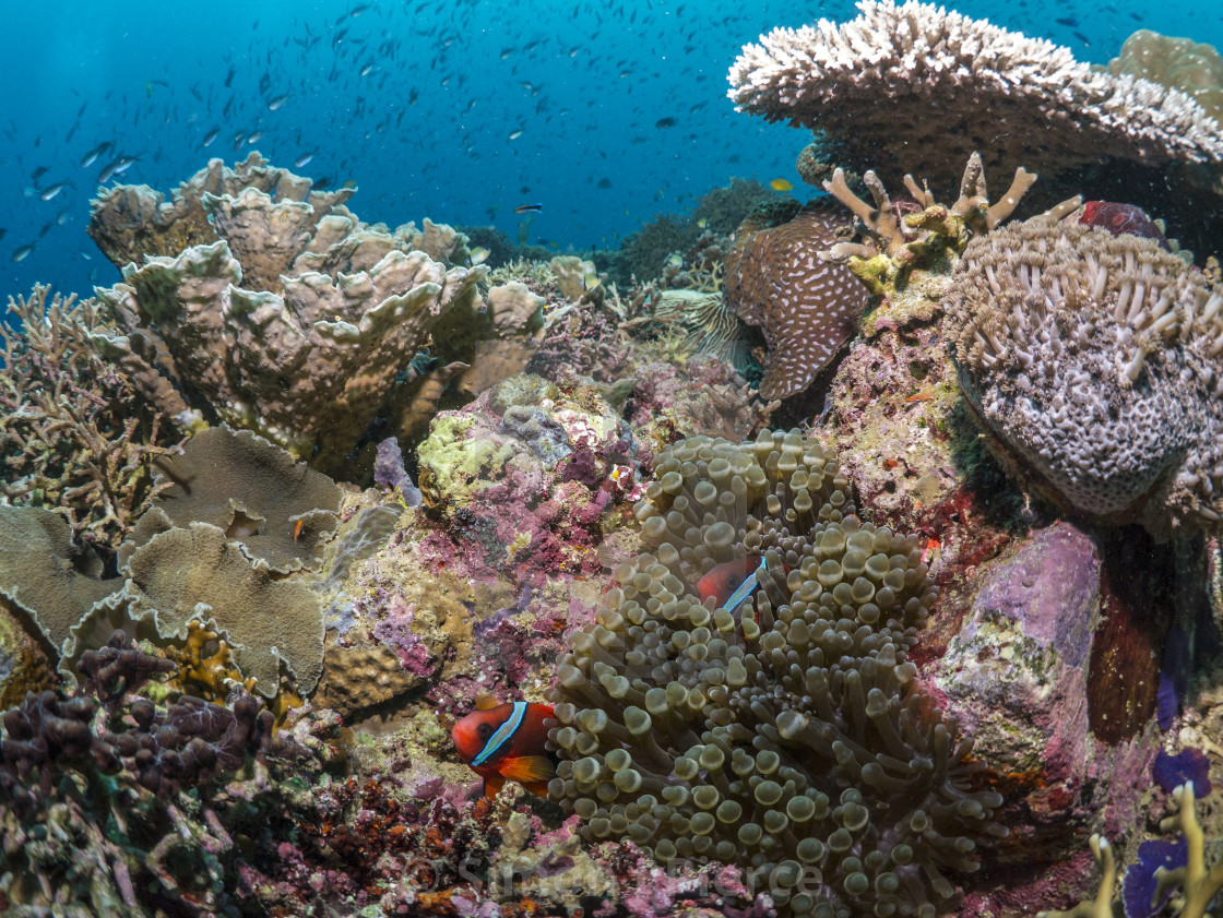 "Colourful Coral Reef in a Marine Protected Area, Southern Leyte, Philippines" stock image