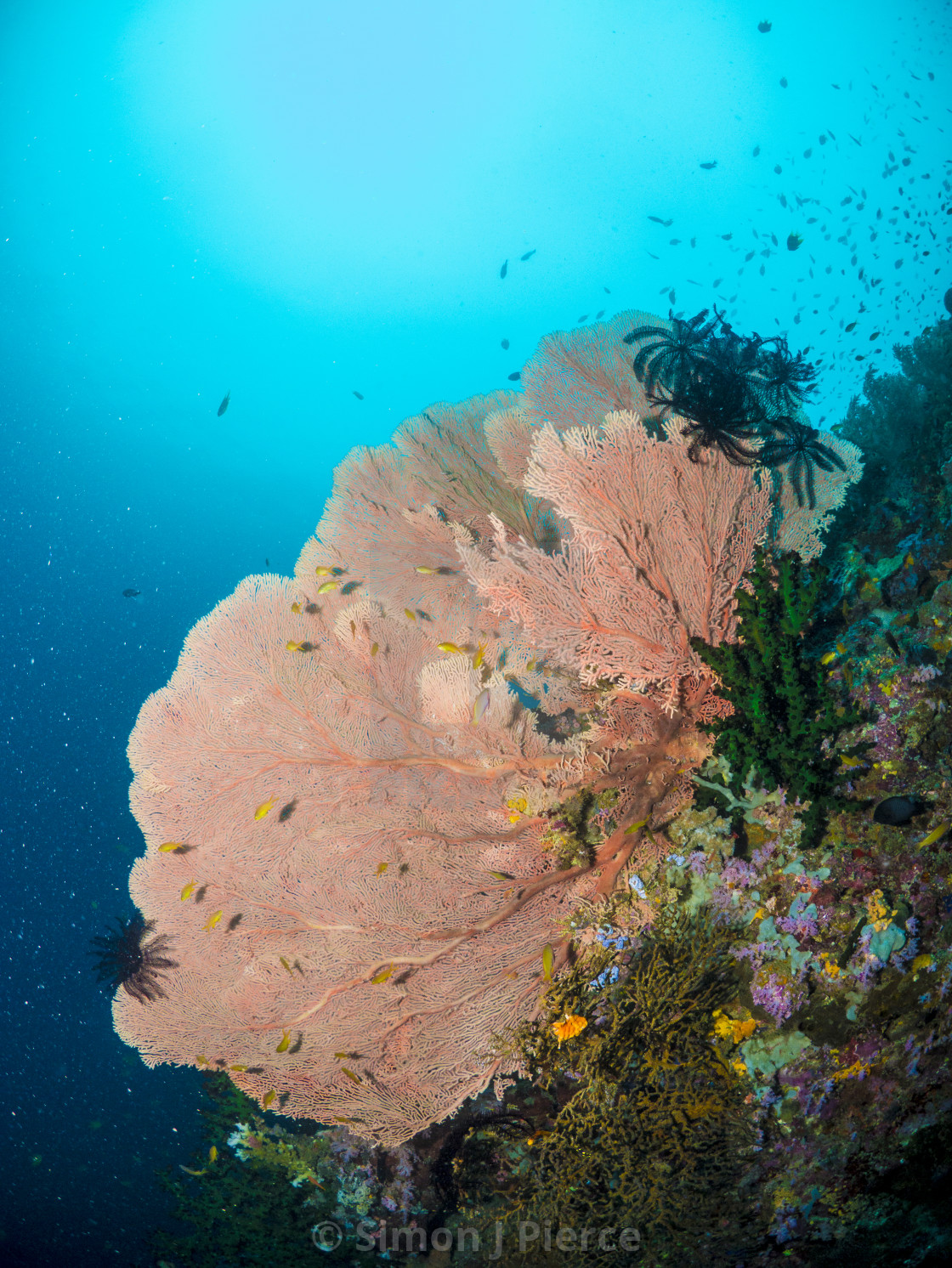 "Sea Fan on a Coral Reef in Southern Leyte, Philippines" stock image