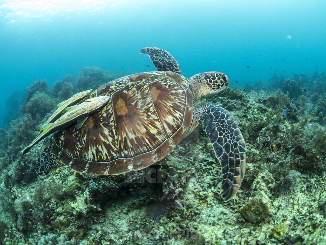 "Green turtle swimming over a coral reef in the Philippines" stock image