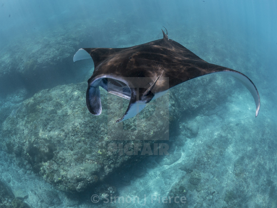 "Reef Manta Ray At Nusa Penida, Bali, Indonesia" stock image