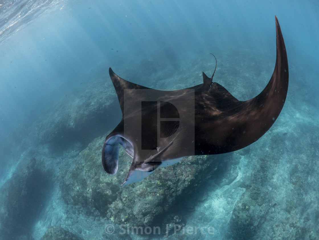 "Reef Manta Ray At Nusa Penida, Bali, Indonesia" stock image