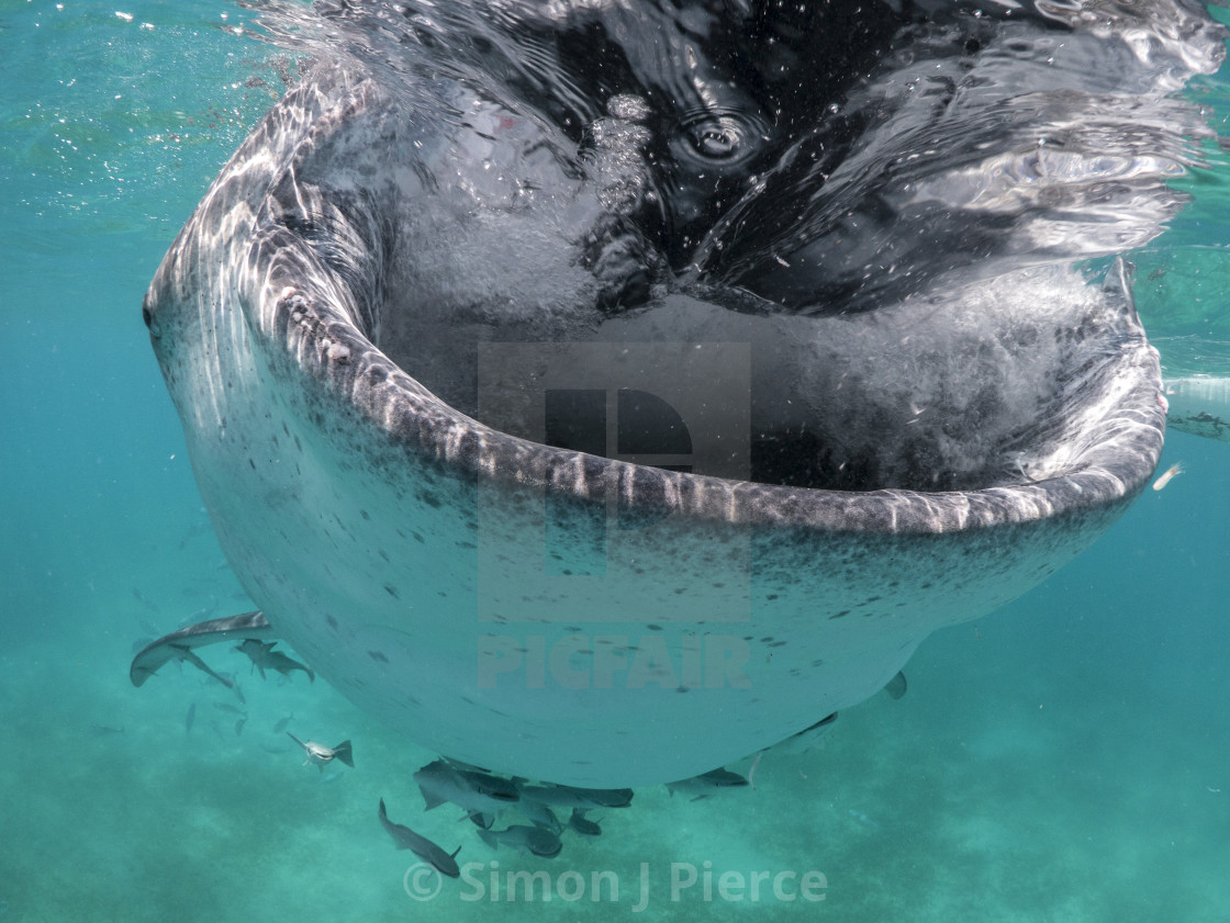 "Whale Shark Suction-Feeding at Oslob, Cebu, Philippines" stock image