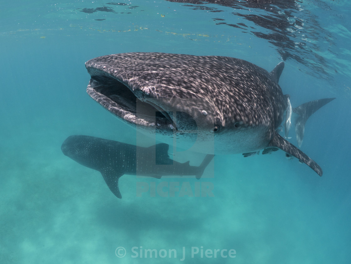 "Whale Sharks In The Philippines" stock image