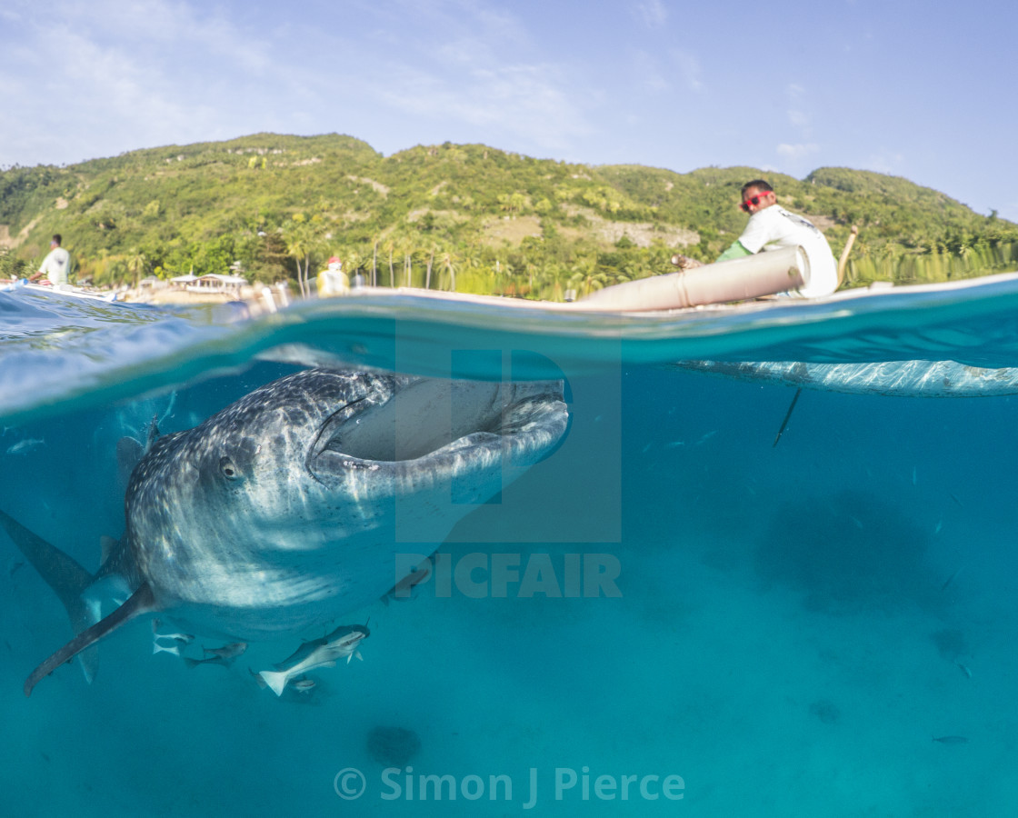 "Whale Shark And Canoe In The Philippines" stock image