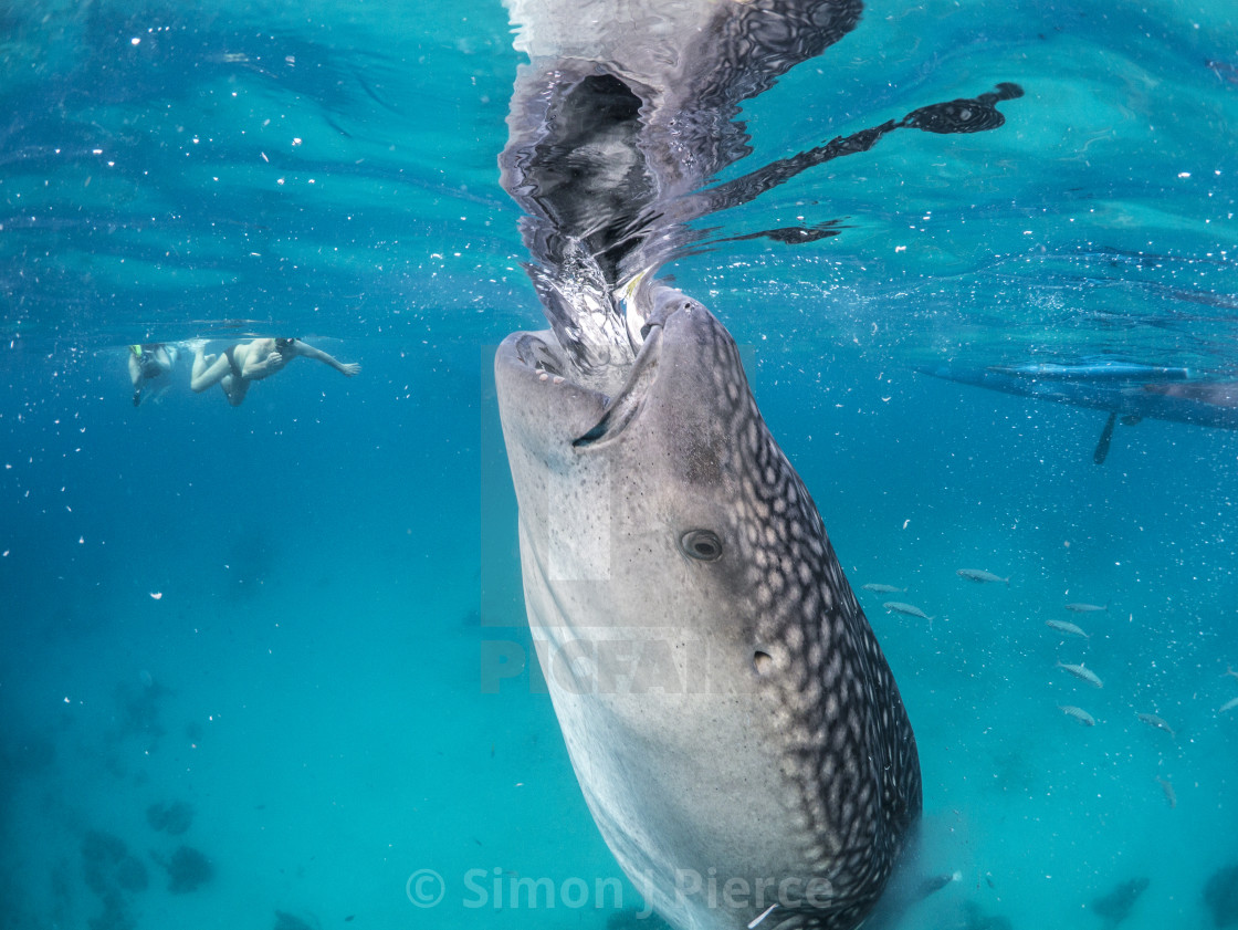 "Whale Shark Suction-Feeding at Oslob, Philippines" stock image