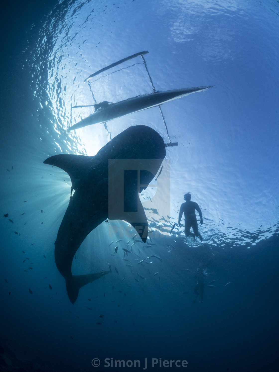 "Whale Shark, Boat And Swimmer Silhouette In The Philippines" stock image