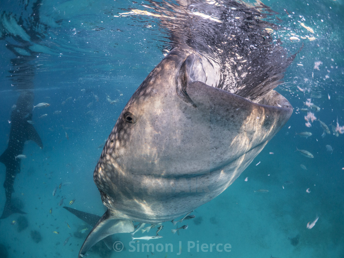 "Whale Shark Suction-Feeding at Oslob, Cebu, Philippines" stock image