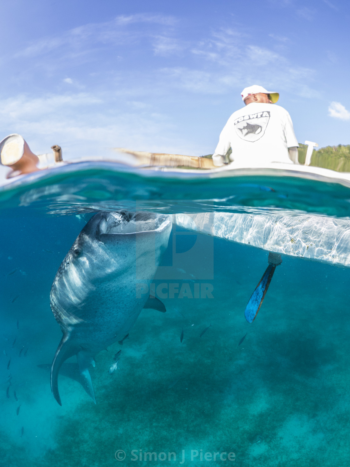 "Whale Shark Being Fed From Canoe In The Philippines" stock image