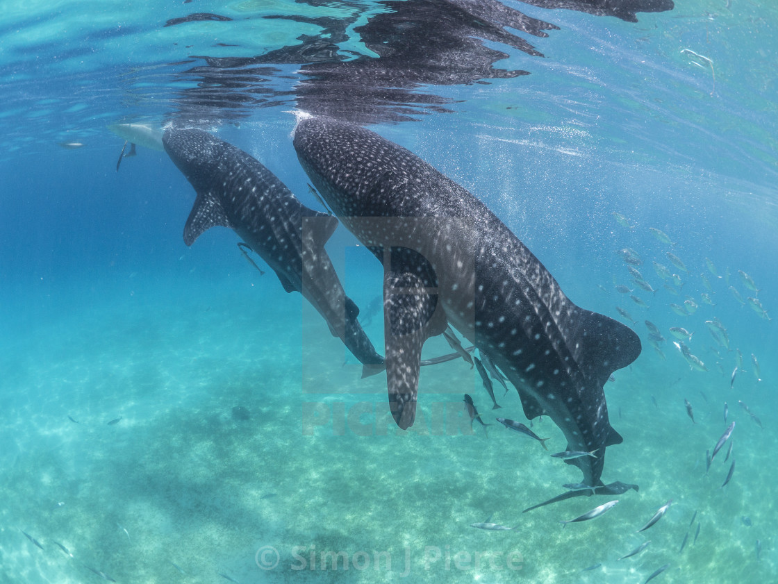 "Two Whale Sharks Feed From Boats At Oslob, Philippines" stock image