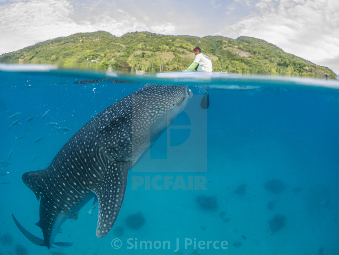 "Whale Shark Feeding From Canoe At Oslob, Philippines" stock image