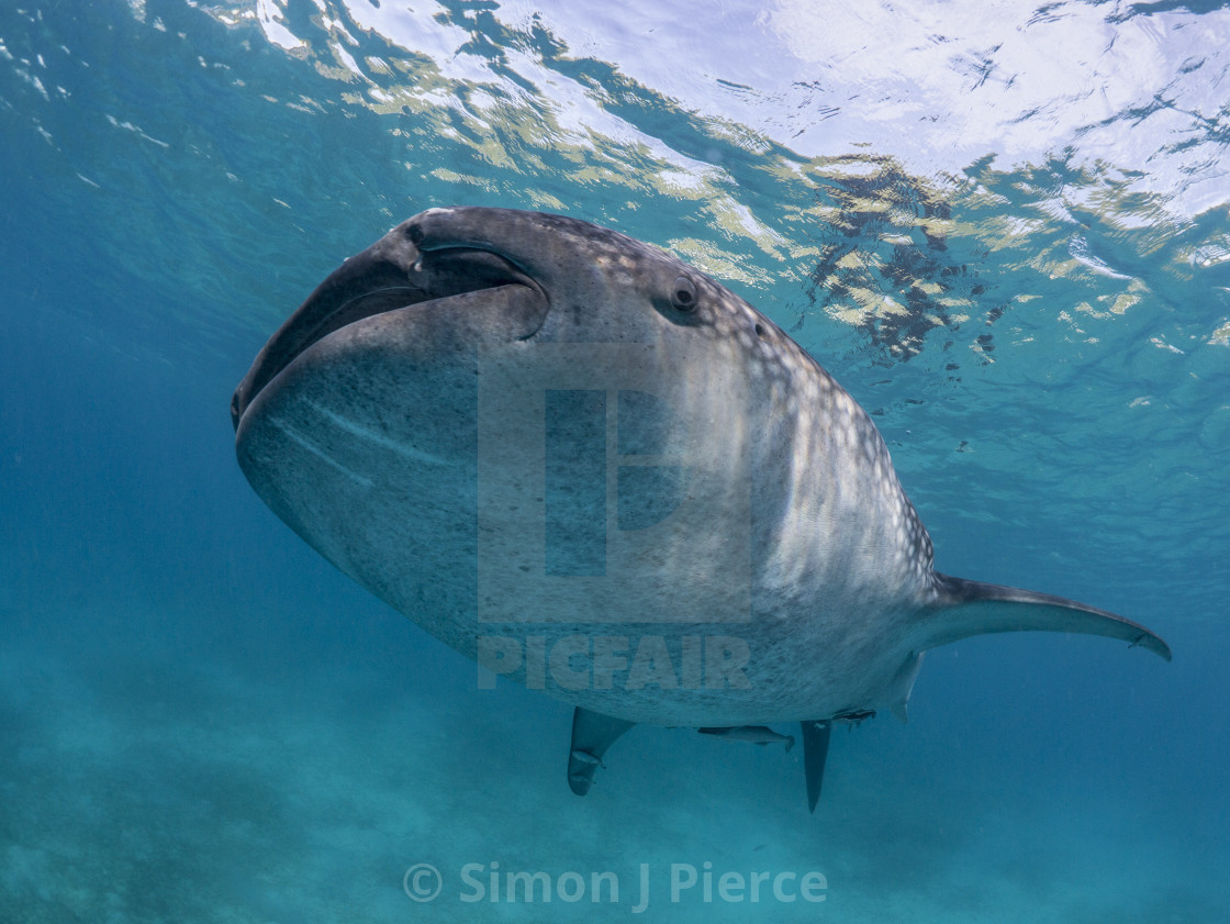 "Whale Shark In The Philippines" stock image