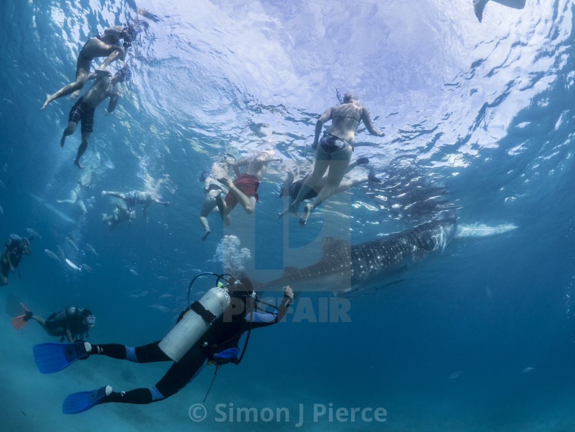 "Tourists With Whale Shark At Oslob, Philippines" stock image