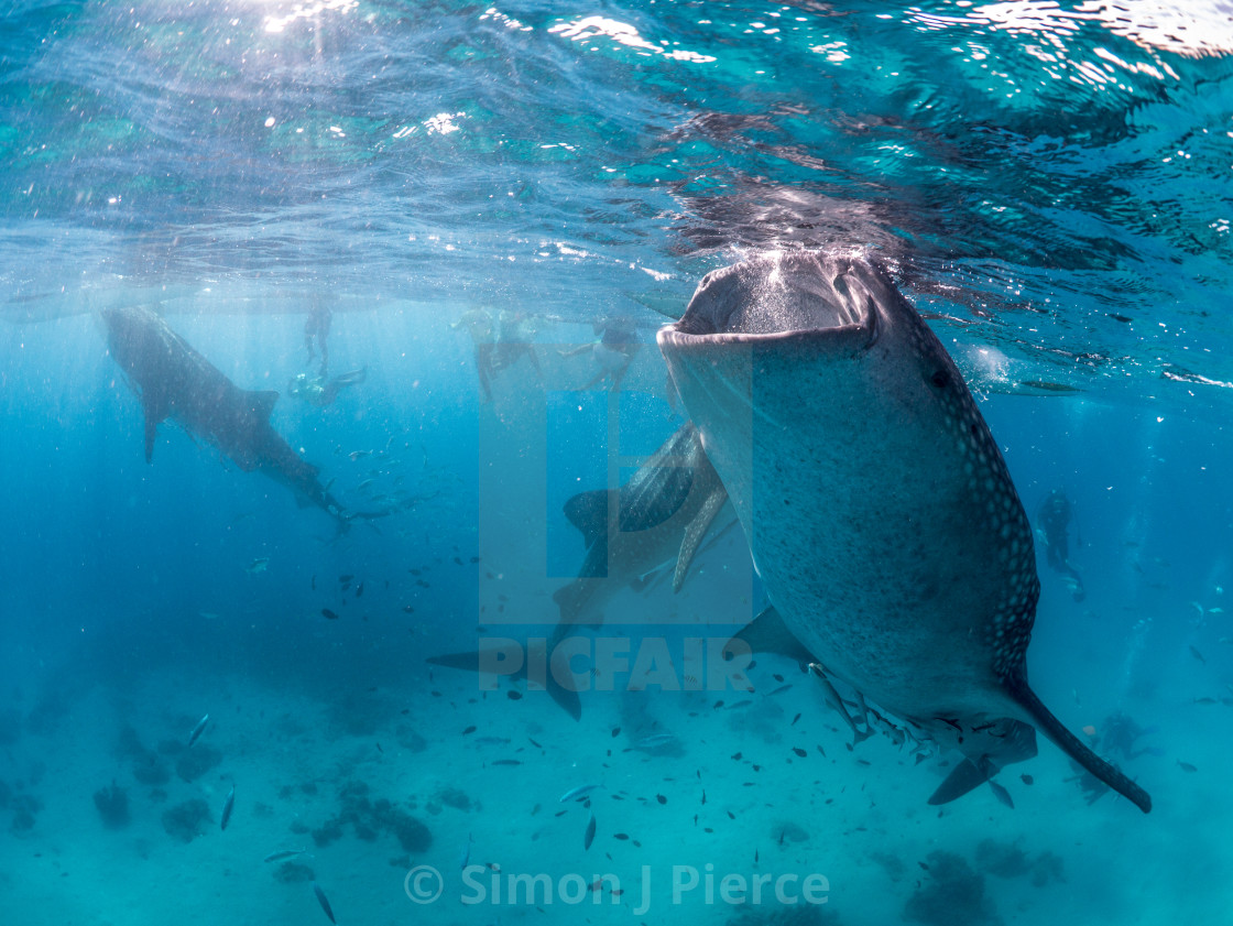 "Whale Sharks Feeding In The Philippines" stock image