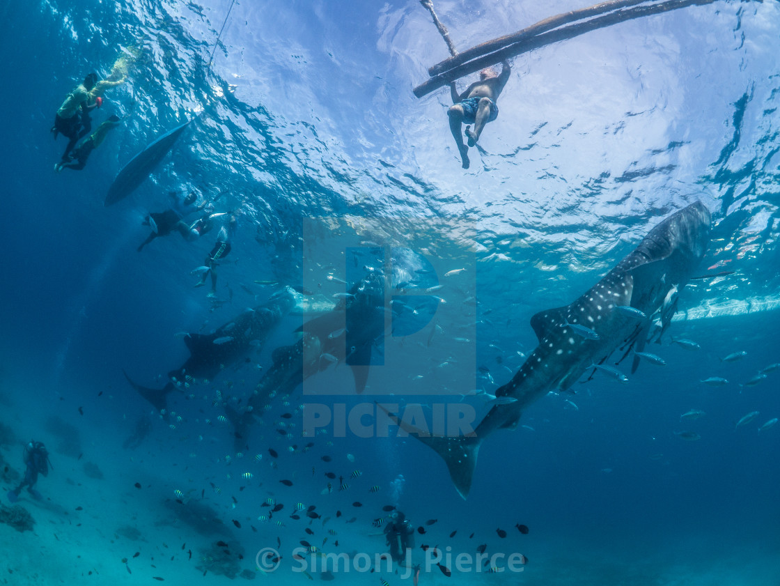 "Whale Sharks Feeding In The Philippines" stock image