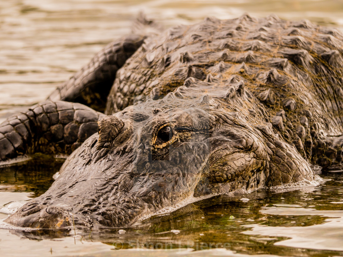 "Watchful Alligator In Everglades National Park, Florida" stock image